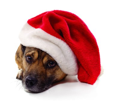Beyaz arka planda izole edilmiş, Noel şapkalı bir köpek..