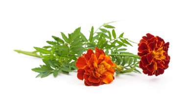 Branch with marigolds isolated on a white background.