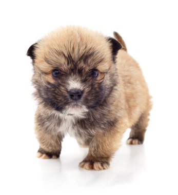 Beyaz arka planda izole edilmiş küçük tüylü köpek yavrusu..