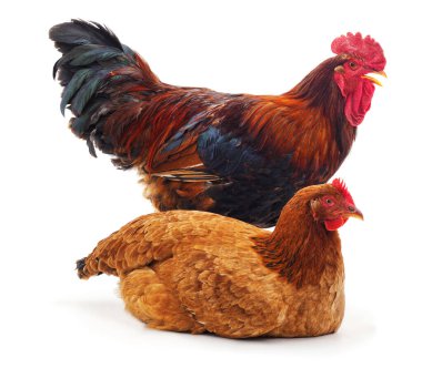 Kırmızı horoz ve tavuk beyaz arka planda izole edilmiş..