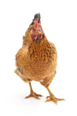 Kahverengi tavuk beyaz arka planda izole edilmiş. Bir tavuk kırsal ve tarımı sembolize ediyor..