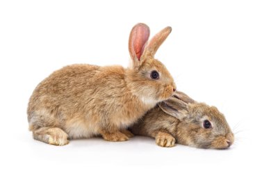 Beyaz arka planda iki güzel gri tavşan..