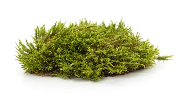 Fresh green forest moss pile isolated on white background. Natural woodland texture used for decoration, eco design, or botanical studies. Represents natural forest floor vegetation and soft organic texture.