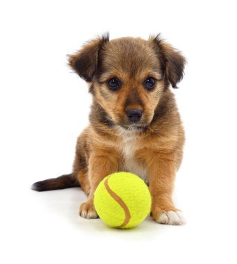 Beyaz arka planda sarı bir tenis topunun yanında oturan şirin bir köpek yavrusu. Sevimli evcil hayvan sahnesi oyunculuğu, arkadaşlığı ve arkadaşlığı simgeliyor. Evcil hayvanlar, hayvanlar ve yaşam tarzıyla ilgili konular için mükemmel..