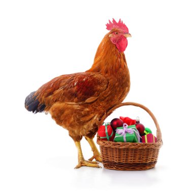Kırmızı horoz, renkli Noel süsleri ve beyaz arka planda hediyelerle dolu hasır bir sepetin yanında duruyor. Çiftlik hayvanı ve Noel dekorasyonunu birleştiren bayram konsepti, komik kırsal kış teması.