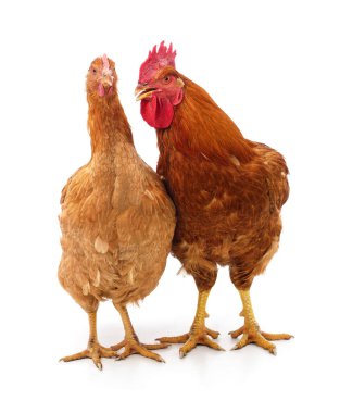 Kırmızı horoz ve tavuk beyaz arka planda birbirlerine yakın dururlar. Kırsal yaşamı, çiftçiliği ve kırsal gelenekleri sembolize eden yerli kümes hayvanları.