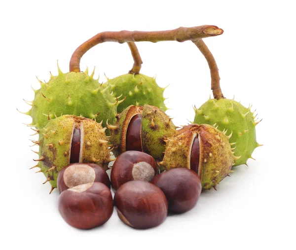 Chestnuts on a branch. — Stock Photo, Image