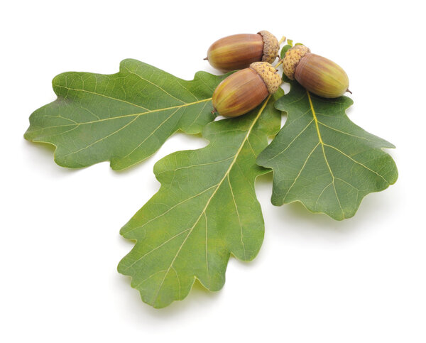 Acorns and leaves.