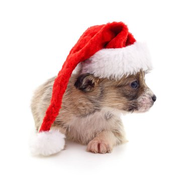Beyaz arka planda izole edilmiş kırmızı beyaz Noel Baba şapkalı sevimli bir köpek yavrusu. Noel temalı bir stüdyo resmi. Yan tarafa bakan genç ve şirin bir köpek..