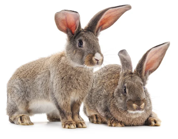 Два коричневых кролика . — стоковое фото