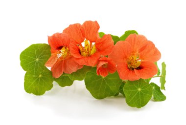 Beyaz arka planda yeşil yapraklı parlak turuncu nasturtium çiçekleri. Botanik tasarım, bahçe temaları veya sağlıklı gıda kavramları için uygun canlı çiçekleri