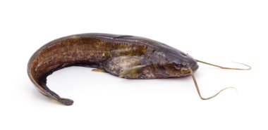 Bir nehir yayın balığı beyaz bir zeminde izole edilmiş..