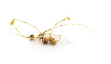 Beyaz arka planda uzun beyaz lahanalı ve narin kökleri olan filizlenmiş yeşil bezelye grubu..