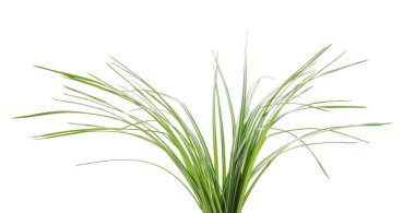 Beyaz arka planda izole edilmiş taze yeşil ve beyaz çizgili çim yaprakları..