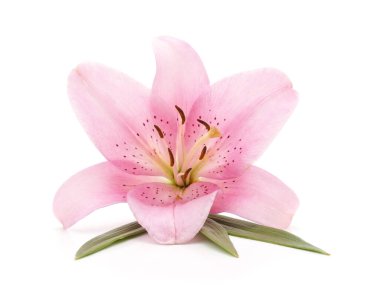 Güzel, çiçek açan pembe bir zambak, yeşil yapraklarla uzanır, beyaz bir arka planda izole bir şekilde..