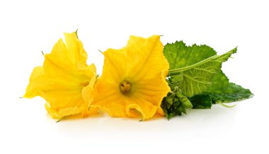 İki parlak sarı kabak çiçeği yeşil yapraklı, beyaz arka planda izole bir şekilde yatıyor..