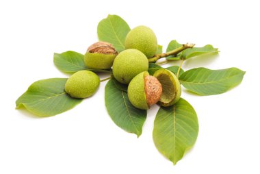 Bir dal yeşil ceviz kabuğu kırılmış, fındıkları gösteriyor, beyaz bir arka planda izole edilmiş..