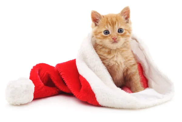 Kotě v čepici vánoční. — Stock fotografie