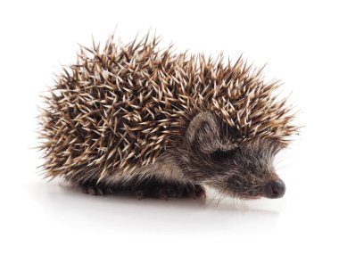 Dikenli kirpinin beyaz bir arka planda dikkatlice hareket ettiği bir profil görüntüsü..