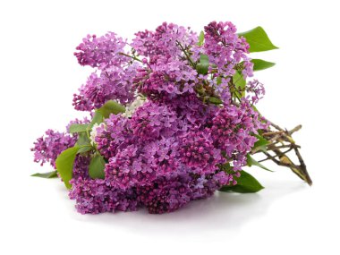 Beyaz arka planda yeşil yapraklı, çiçek açan mor leylak dalları..