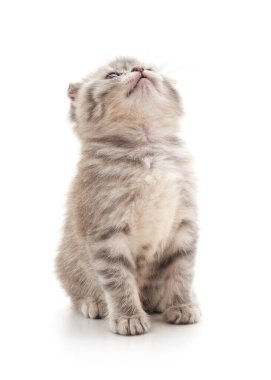 Şirin bir İskoç kedisi beyaz bir arka planda oturuyor ve yukarıya bakıyor..