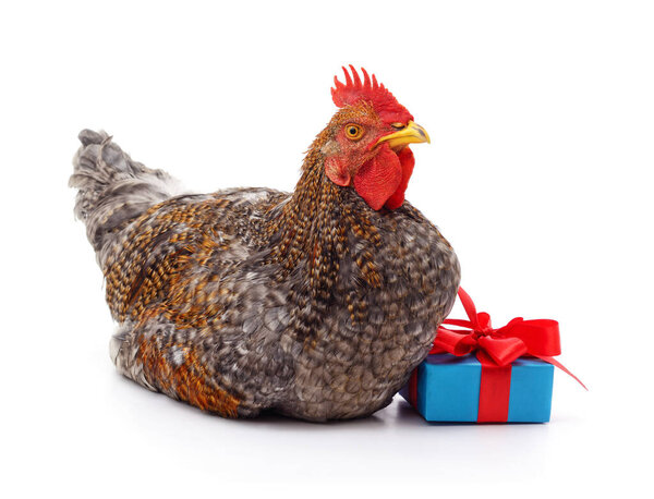 A grey hen sitting next to a blue gift box with a red ribbon isolated on a white background.
