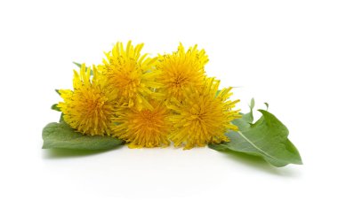 Bir demet parlak sarı karahindiba çiçekleri ve beyaz arka planda taze yeşil yapraklar..