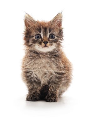 Tüylü tüylü, mavi gözlü, beyaz arka planda izole edilmiş kameraya bakan sevimli, küçük bir tekir kedi yavrusu..