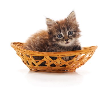 Uzun kürklü ve mavi gözlü şirin bir kedi yavrusu beyaz bir arka planda izole edilmiş kahverengi bir hasır sepetten dışarı bakıyor..