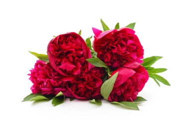 Güzel bir demet koyu kırmızı ya da mor şakayık çiçekli yeşil yapraklı beyaz arka planda izole edilmiş.