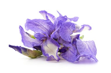 Beyaz arka planda ince yapraklı bir demet taze mor zambak çiçeği..