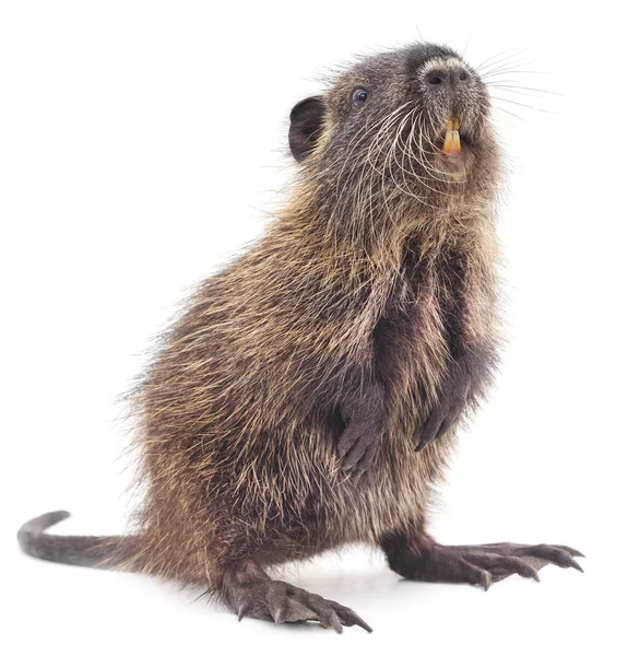 Baby nutria. — Stockfoto