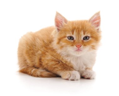 Küçük tüylü kırmızı kedi yavrusu göbeğinde uzanıyor ve beyaz bir arka planda izole edilmiş kameraya bakıyor..