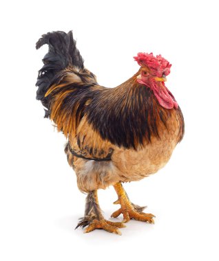 Kahverengi tüyleri ve kırmızı bir tarağı olan güzel, büyük bir horoz beyaz bir arka planda güvenle duruyor..