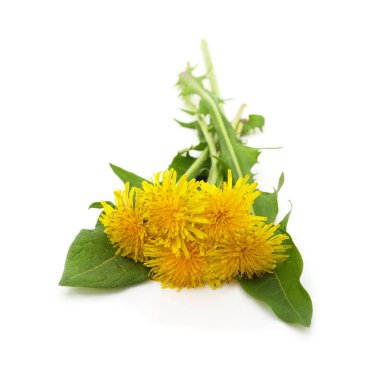 Beyaz arka planda yeşil yapraklı bir demet sarı karahindiba çiçeği..