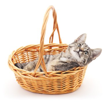 sepet içinde kedi yavrusu.