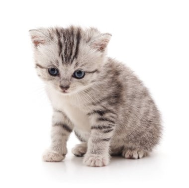 Gri çizgili şirin bir kedi yavrusu oturuyor ve aşağı bakıyor, beyaz bir arka planda izole edilmiş..