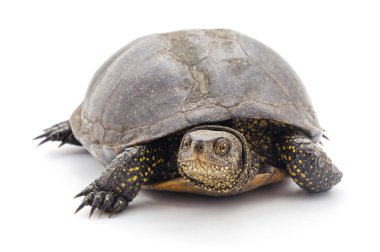 Vahşi Avrupa gölet kaplumbağası Emys beyaz arka planda sürünüyor. Kabuğunda ve derisinde sarı lekeler olan bir bataklık kaplumbağasının önü..