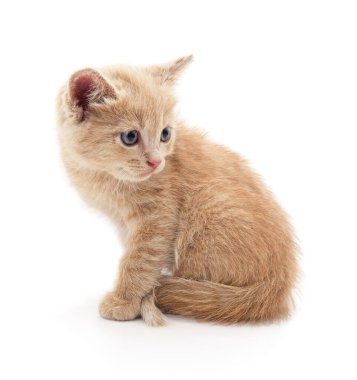 Sevimli kırmızı yavru kedi oturuyor ve yana bakıyor. Beyaz arka planda sevimli bir kızıl kedi resmi..