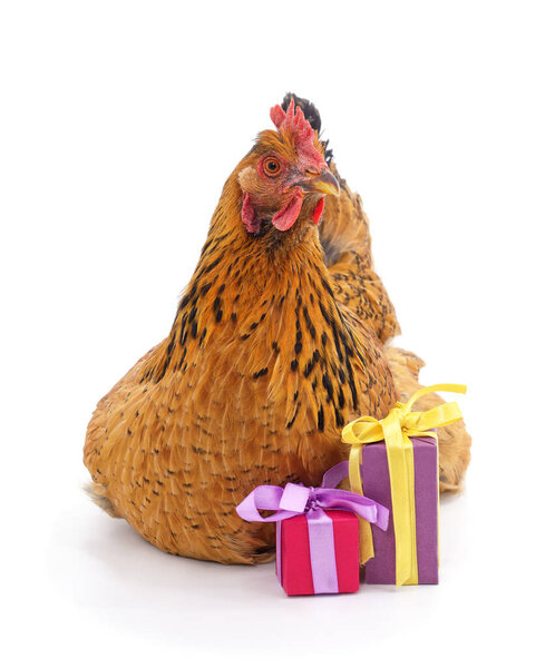 Front view of a brown hen sitting with two small colorful gift boxes isolated on a white background. Festive farm bird and holiday celebration concept.