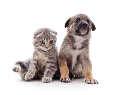 Şirin gri bir tekir kedisi ve kahverengi bir köpek yavrusu, beyaz bir arka planda izole bir şekilde yan yana oturuyorlar..