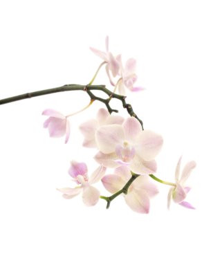 Beyaz bir arka planda izole edilmiş açık pembe bir falaenopsis orkidesi dalıdır..