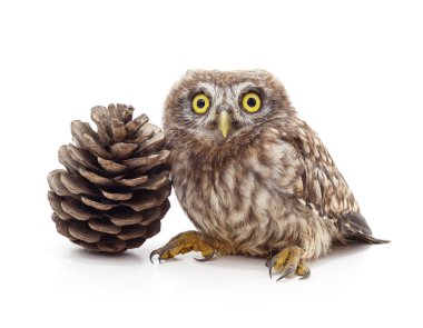 Beyaz bir arka planda izole edilmiş büyük kahverengi bir kozalağın yanında oturan sarı gözlü sevimli küçük bir baykuş..