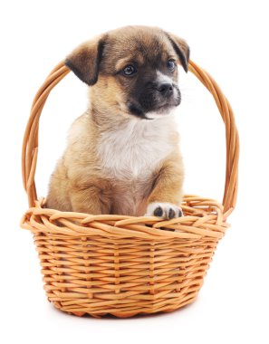 Sepette köpek yavrusu.
