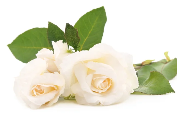Две белые розы . — стоковое фото