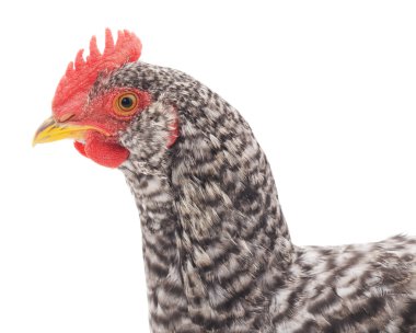 Küçük pbrown uppy.