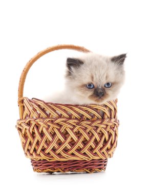 Bir sepet de gri kedi.