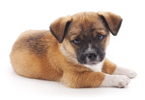 Pequeno filhote de cachorro . — Fotografia de Stock