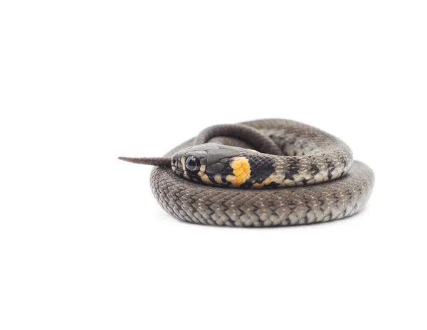 Pequeña serpiente negra . — Foto de Stock