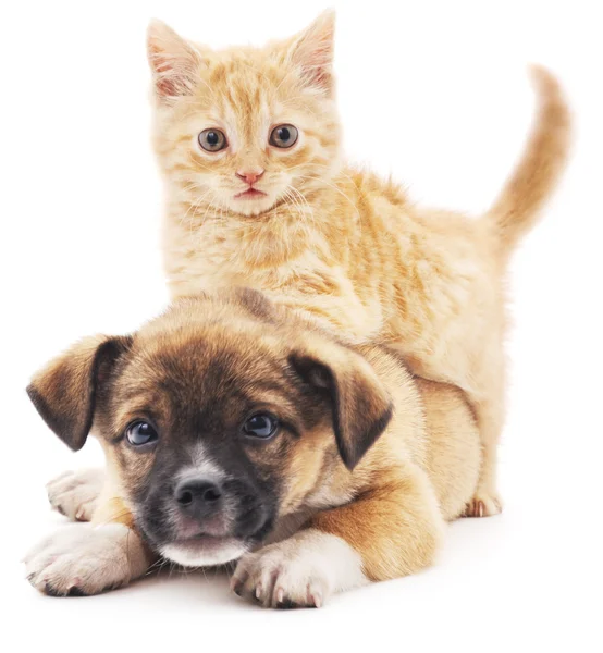 Rred kitten in puppy. — Stockfoto